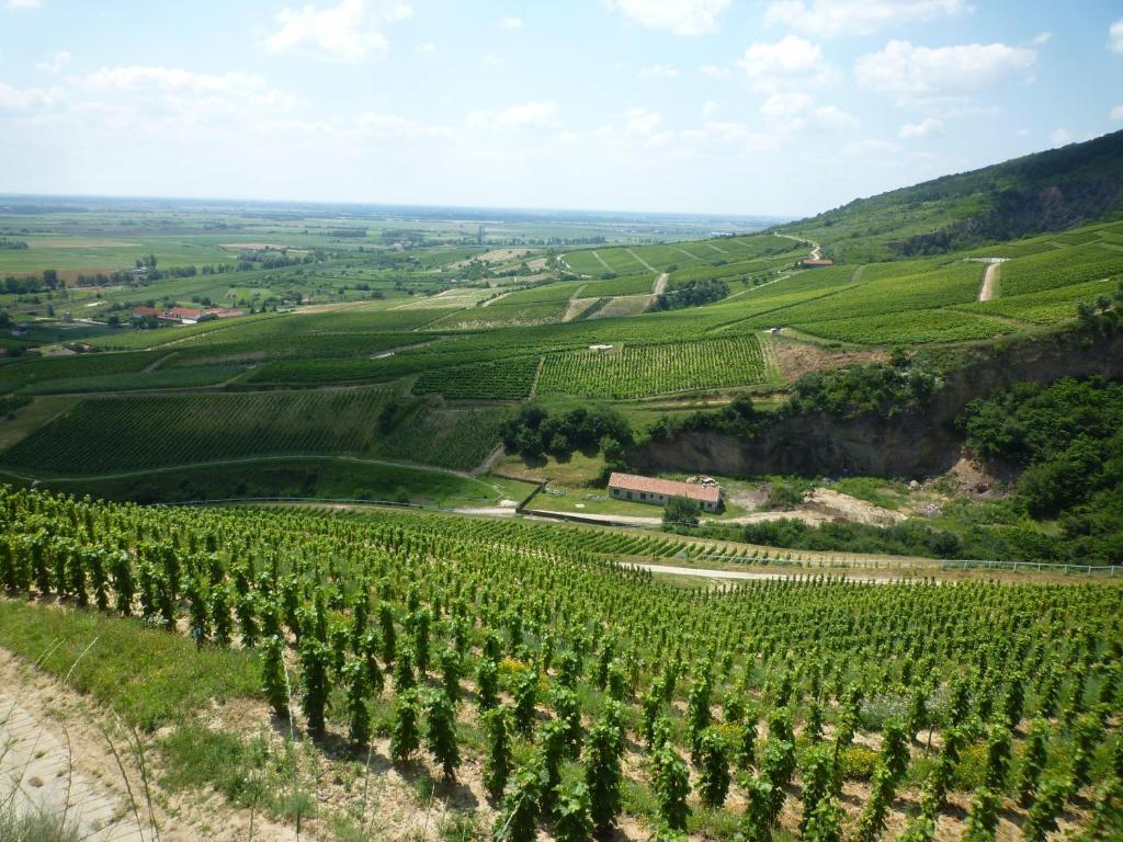Toldi Fogado Hotel Tokaj Ngoại thất bức ảnh